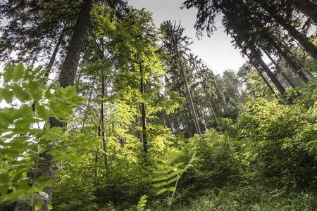 Waldansicht mit alten und jungen Bäumen